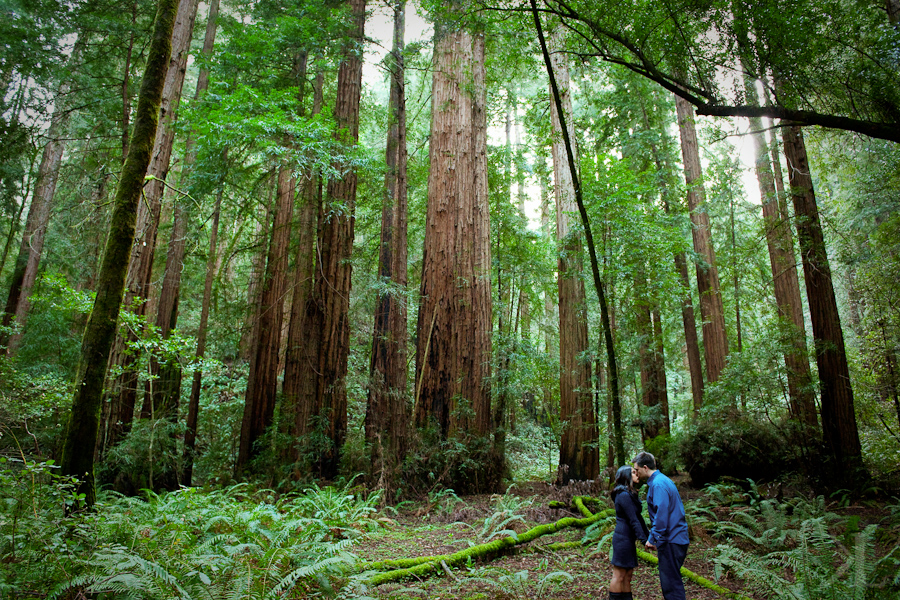 Muir Woods Engagement Photographer